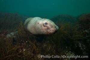 Steller sea lion underwater, Norris Rocks, Hornby Island, British Columbia, Canada, Eumetopias jubatus