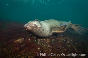 Steller sea lion underwater, Norris Rocks, Hornby Island, British Columbia, Canada, Eumetopias jubatus