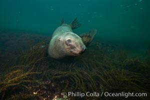 Steller sea lion underwater, Norris Rocks, Hornby Island, British Columbia, Canada, Eumetopias jubatus