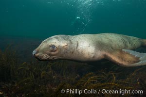 Steller sea lion underwater, Norris Rocks, Hornby Island, British Columbia, Canada, Eumetopias jubatus