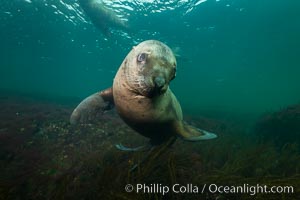 Steller sea lion underwater, Norris Rocks, Hornby Island, British Columbia, Canada, Eumetopias jubatus