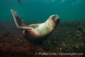 Steller sea lion underwater, Norris Rocks, Hornby Island, British Columbia, Canada, Eumetopias jubatus