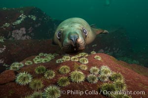 Steller sea lion underwater, Norris Rocks, Hornby Island, British Columbia, Canada, Eumetopias jubatus