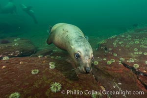 Steller sea lion underwater, Norris Rocks, Hornby Island, British Columbia, Canada, Eumetopias jubatus