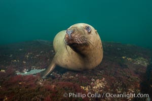 Steller sea lion underwater, Norris Rocks, Hornby Island, British Columbia, Canada, Eumetopias jubatus