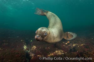 Steller sea lion underwater, Norris Rocks, Hornby Island, British Columbia, Canada, Eumetopias jubatus