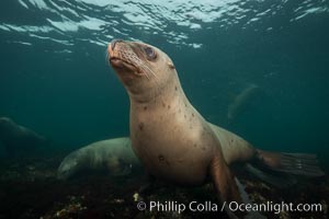 Steller sea lion underwater, Norris Rocks, Hornby Island, British Columbia, Canada, Eumetopias jubatus