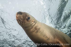 Steller sea lion underwater, Norris Rocks, Hornby Island, British Columbia, Canada, Eumetopias jubatus