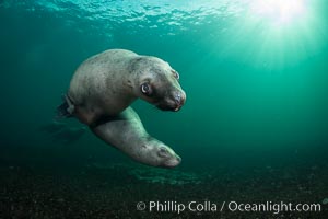 Steller sea lion underwater, Norris Rocks, Hornby Island, British Columbia, Canada, Eumetopias jubatus