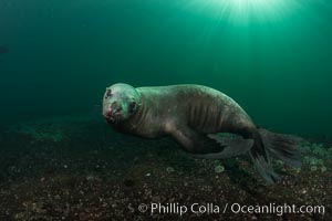 Steller sea lion underwater, Norris Rocks, Hornby Island, British Columbia, Canada, Eumetopias jubatus