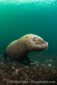 Steller sea lion underwater, Norris Rocks, Hornby Island, British Columbia, Canada, Eumetopias jubatus