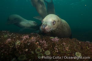 Steller sea lion underwater, Norris Rocks, Hornby Island, British Columbia, Canada, Eumetopias jubatus