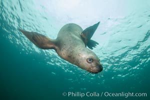 Steller sea lion underwater, Norris Rocks, Hornby Island, British Columbia, Canada, Eumetopias jubatus