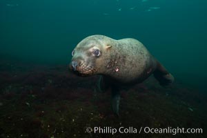 Steller sea lion underwater, Norris Rocks, Hornby Island, British Columbia, Canada, Eumetopias jubatus