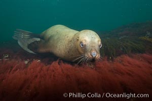 Steller sea lion underwater, Norris Rocks, Hornby Island, British Columbia, Canada, Eumetopias jubatus