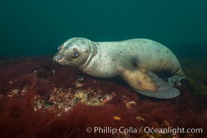 Steller sea lion underwater, Norris Rocks, Hornby Island, British Columbia, Canada, Eumetopias jubatus