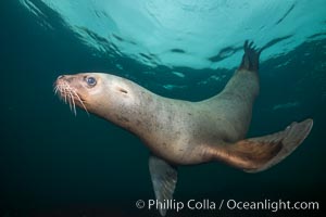 Steller sea lion underwater, Norris Rocks, Hornby Island, British Columbia, Canada, Eumetopias jubatus