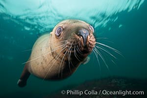 Steller sea lion underwater, Norris Rocks, Hornby Island, British Columbia, Canada, Eumetopias jubatus