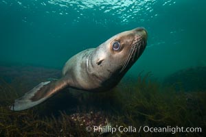 Steller sea lion underwater, Norris Rocks, Hornby Island, British Columbia, Canada, Eumetopias jubatus