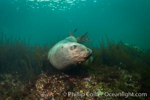 Steller sea lion underwater, Norris Rocks, Hornby Island, British Columbia, Canada, Eumetopias jubatus