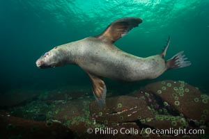 Steller sea lion underwater, Norris Rocks, Hornby Island, British Columbia, Canada, Eumetopias jubatus