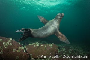 Steller sea lion underwater, Norris Rocks, Hornby Island, British Columbia, Canada, Eumetopias jubatus