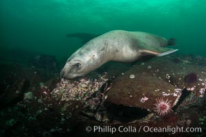 Steller sea lion underwater, Norris Rocks, Hornby Island, British Columbia, Canada, Eumetopias jubatus