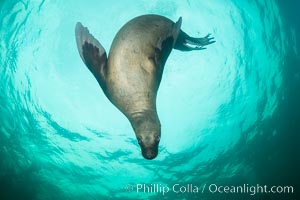 Steller sea lion underwater, Norris Rocks, Hornby Island, British Columbia, Canada, Eumetopias jubatus