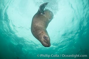 Steller sea lion underwater, Norris Rocks, Hornby Island, British Columbia, Canada, Eumetopias jubatus