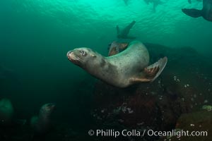 Steller sea lion underwater, Norris Rocks, Hornby Island, British Columbia, Canada, Eumetopias jubatus