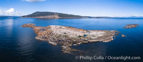 Steller Sea Lions atop Norris Rocks, Hornby Island in the distance, panoramic photo