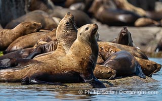 Steller Sea Lions hauled out on Centre Islet, near Cortes Island, British Columbia, Eumetopias jubatus