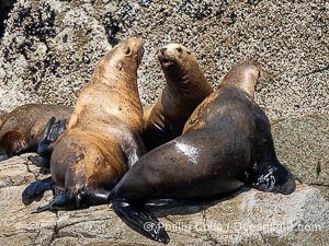 Steller Sea Lions hauled out on Centre Islet, near Cortes Island, British Columbia, Eumetopias jubatus
