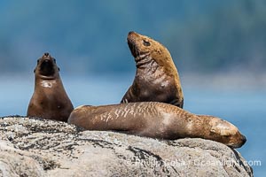 Steller Sea Lions hauled out on Centre Islet, near Cortes Island, British Columbia, Eumetopias jubatus