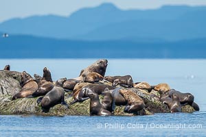 Steller Sea Lions hauled out on Centre Islet, near Cortes Island, British Columbia, Eumetopias jubatus