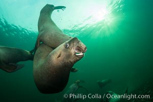 Young Steller sea lions mock jousting underwater,  a combination of play and mild agreession, Norris Rocks, Hornby Island, British Columbia, Canada, Eumetopias jubatus