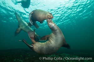 Young Steller sea lions mock jousting underwater,  a combination of play and mild agreession, Norris Rocks, Hornby Island, British Columbia, Canada