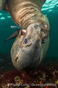 Young Steller sea lions mock jousting underwater,  a combination of play and mild agreession, Norris Rocks, Hornby Island, British Columbia, Canada, Eumetopias jubatus