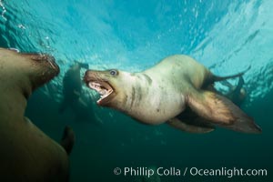 Young Steller sea lions mock jousting underwater,  a combination of play and mild agreession, Norris Rocks, Hornby Island, British Columbia, Canada, Eumetopias jubatus