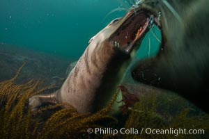 Young Steller sea lions mock jousting underwater,  a combination of play and mild agreession, Norris Rocks, Hornby Island, British Columbia, Canada, Eumetopias jubatus