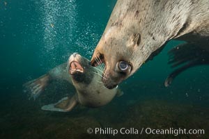 Young Steller sea lions mock jousting underwater,  a combination of play and mild agreession, Norris Rocks, Hornby Island, British Columbia, Canada, Eumetopias jubatus