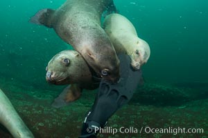 Steller sea lions nibble my fin, curiousity and playfulness, Norris Rocks, Hornby Island, British Columbia, Canada, Eumetopias jubatus