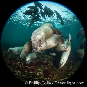 Steller sea lions underwater, Norris Rocks, Hornby Island, British Columbia, Canada, Eumetopias jubatus