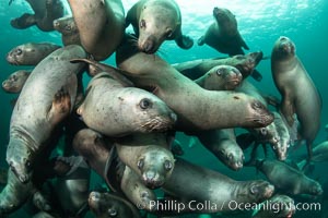 A large group of Steller sea lions underwater, Norris Rocks, Hornby Island, British Columbia, Canada