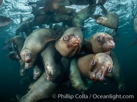 Steller sea lions underwater, Norris Rocks, Hornby Island, British Columbia, Canada