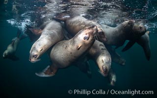 Steller sea lions underwater, Norris Rocks, Hornby Island, British Columbia, Canada