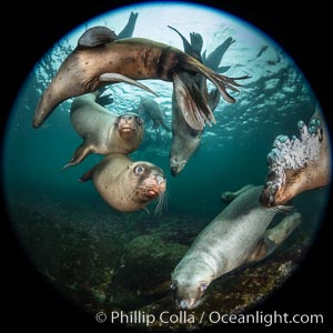 Steller sea lions underwater, Norris Rocks, Hornby Island, British Columbia, Canada, Eumetopias jubatus