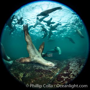 Steller sea lions underwater, Norris Rocks, Hornby Island, British Columbia, Canada