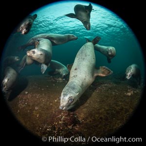 Steller sea lions underwater, Norris Rocks, Hornby Island, British Columbia, Canada, Eumetopias jubatus