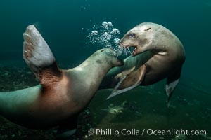 Steller sea lions underwater, Norris Rocks, Hornby Island, British Columbia, Canada, Eumetopias jubatus